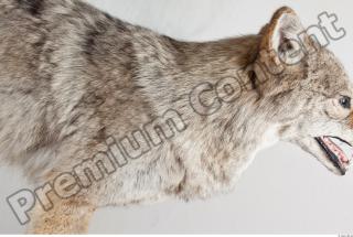 Wolf leg photo reference 0010